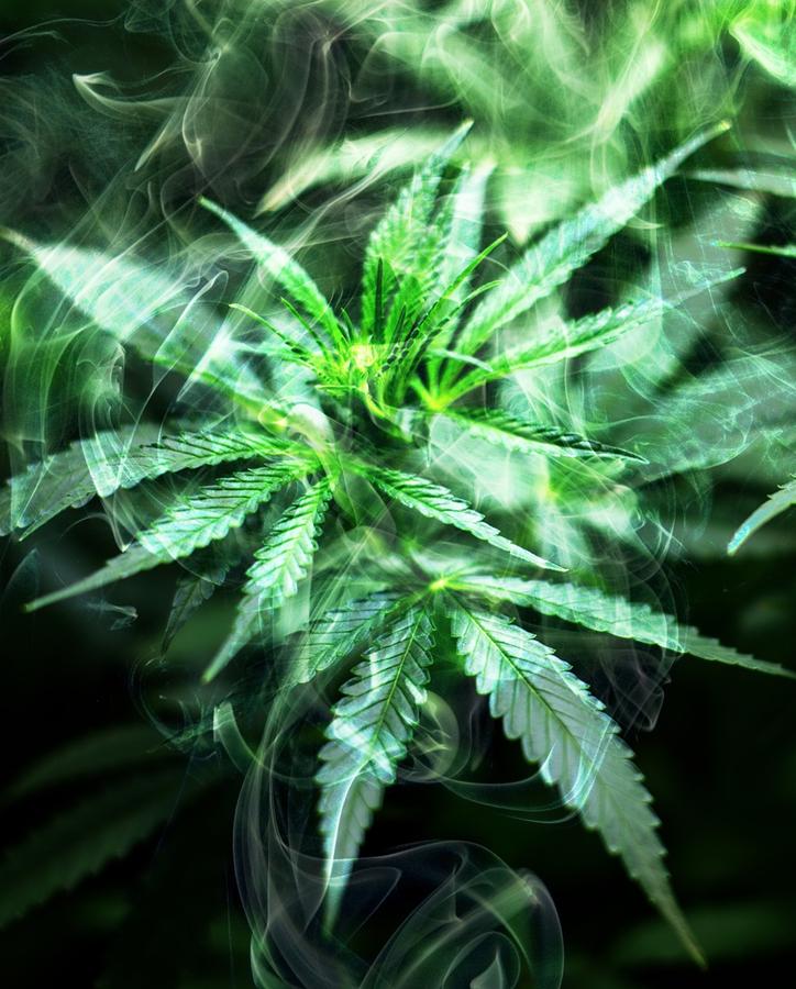 Marihuana, to roślina narażona na atak ze strony chwastów