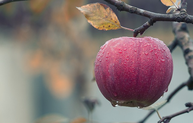Jakie czynniki wpływają na zachowanie świeżości owoców przechowywanych w chłodniach