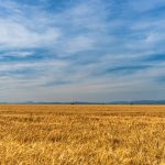 W czym pomocne są herbicydy na polu