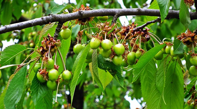 Kukurydza pod kontrolą – kompleksowa ochrona uprawy krok po kroku